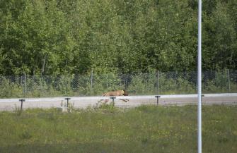 <p>Inte alle hundar tyckte att man skulle springa hele vägen runt! Här tar Rhonda samma väg tilbaka!</p>
