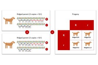 <p>Genotypic and phenotypic expected outcome of a combination between two ridged heterozygous (R/r) dogs, based on Mendelian inheritance pattern.</p>
